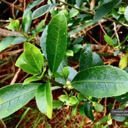 Claoxylon parviflorum -bois d’’oiseaux.euphorbiaceae.endémique Réunion Maurice Rodrigues. (1).jpeg